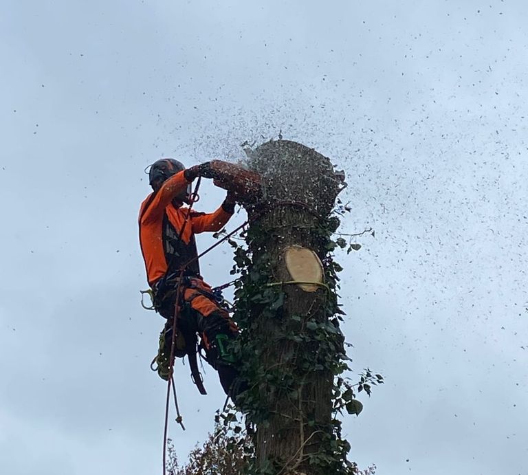 Mann sägt Baum